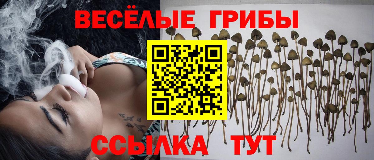 купить наркоту  Вход с VPN  Реж  Псилоцибиновые грибы мицелий 